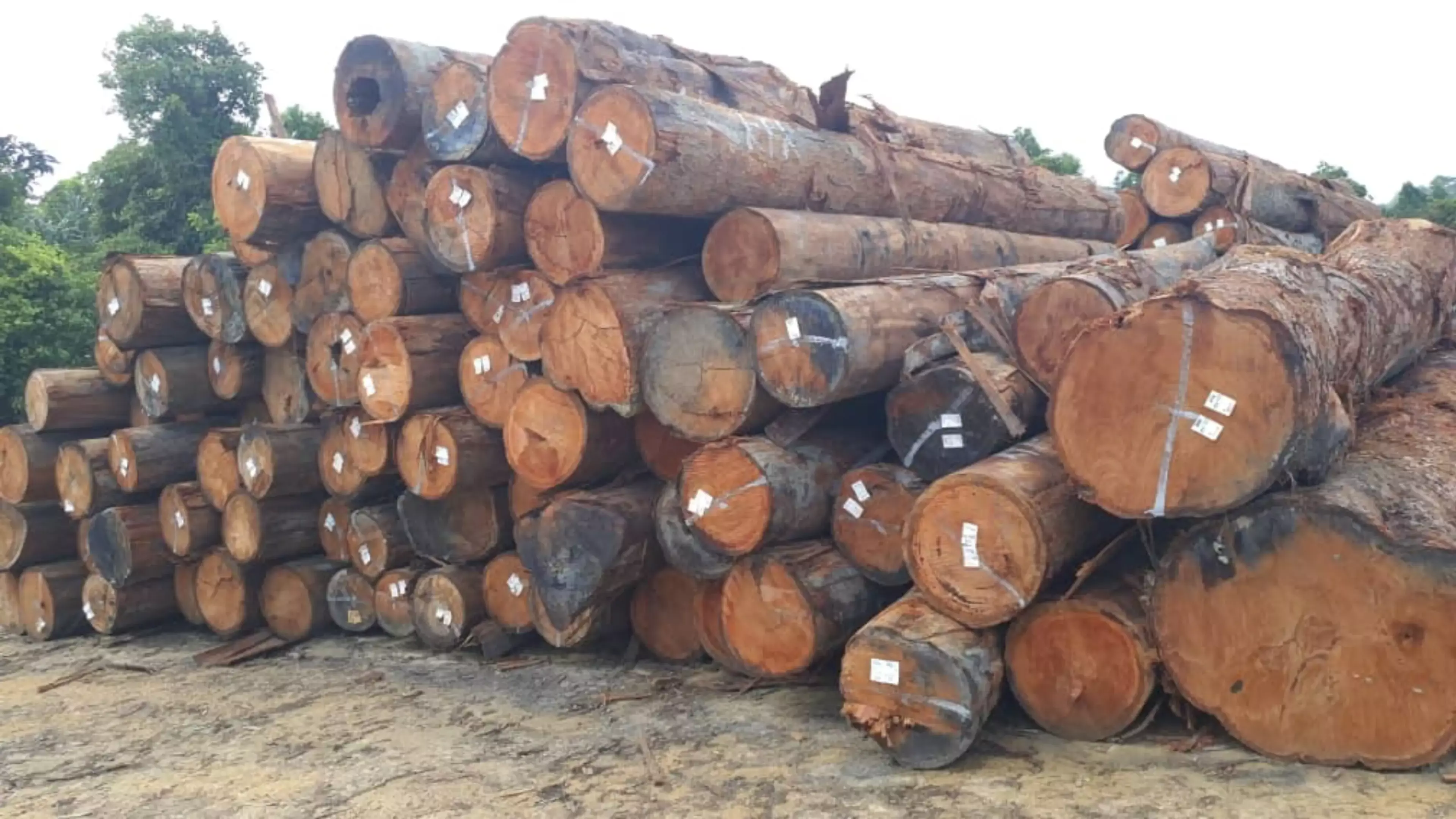 Balau Red Timber 2