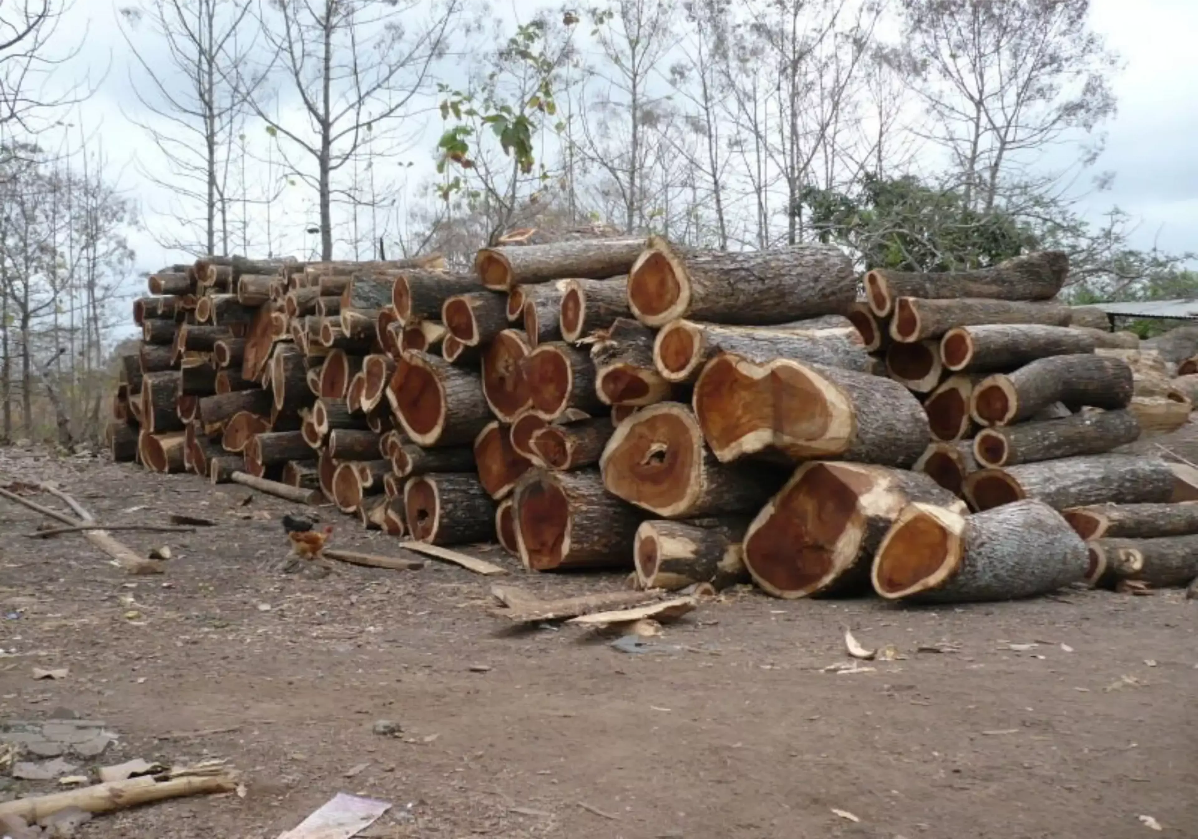 Rainwood Timber 3