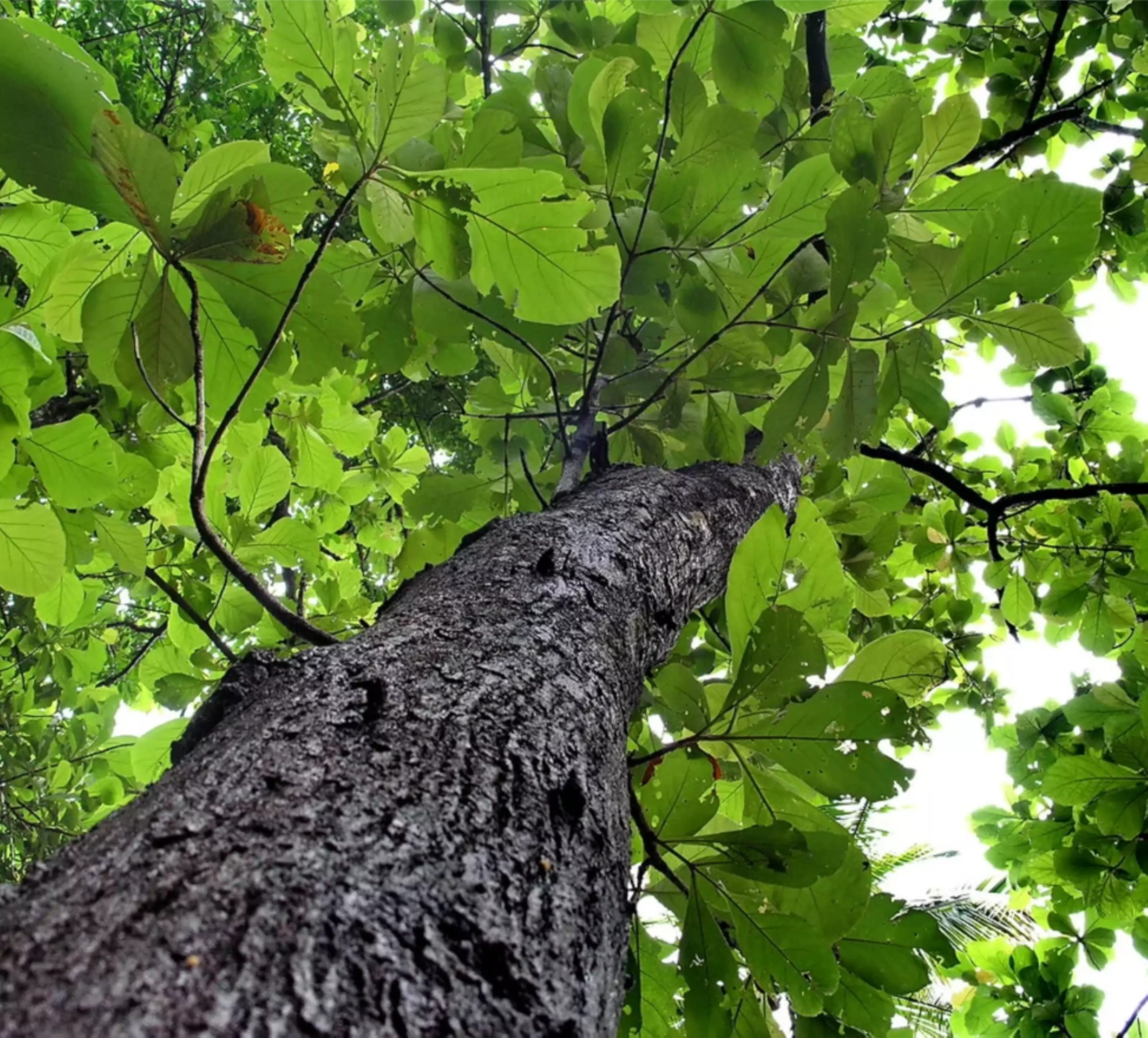 Teak Timber 1